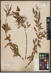 Foto von Salix alba L.